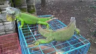Iguana ijo kesayangan