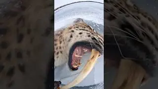 I Found A Legend Tiger Under The Ice... And It Was Still Alive 😱🧊 #Shorts #AnimalRescue #wholesome