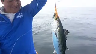 Sacando Bonitos con carnada artificial y Anzuelo en Alta Mar