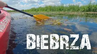 #Biebrza #2022-czerwiec
