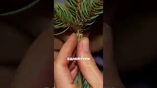 Курс Прививка ели и сосны для начинающих
