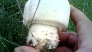 Agaricus macrosporus