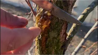 Tree Pine Sap Experiment?! - Tree Sap Glue. Best ASMR.
