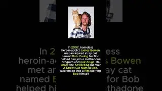 A stray cat helped save his life: the story of James Bowen and Bob