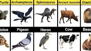 Mini Animals Descended From Ancient Beasts