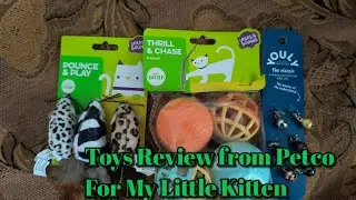 Toys Review from Petco For My Little Kitten - part 1