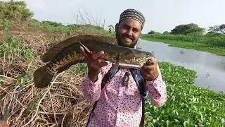 non stop Bites toman Giant Snackhead fishing... black cobra fish