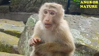 Update Rose and Amber troop, Rose grow up so fast, Monkey Rose, Rose monkey | Angkor Nature