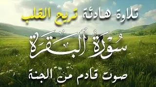 سورة البقرة كاملة — أقوى درع رباني لطرد السحر والهم وجلب البركة والسكينة بإذن الله ⚡🛡💎✨
