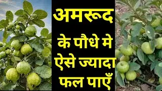 क्या अमरूद नही लग रहे ? 🍏🍏🍏🍏🍏100% रामबाण इलाज#pradeepkumarbangde 