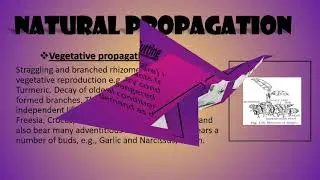 A beautiful presentation on VEGETATIVE PROPAGATION| by Sampriti Ghosh| The Technology Freak.