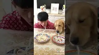 #competition, Eating noodles with dogs, who will win?