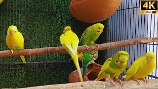 Mindful Birdwatching: Soothing Small Birds with Natural ASMR Sounds (4K)