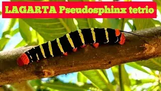 Lagarta da esp&eacute;cie Pseudosphinx tetrio
