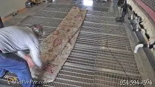 How a Persian Carpet Must be clean From the Urine odor