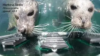 Implications of tactile enrichment on whisker movements of four species of carnivorans