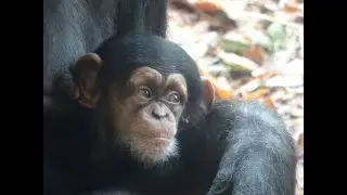 Feb 2020 Tama zoo chimps #7.1 Baby Plum starts pulling herself up