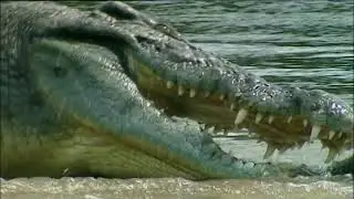 Animal cooperation