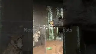 New England Forests at the Harvard Museum of Natural History #museum