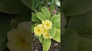 Beautiful primroses/Гарні примули /ดอกพริมโรสแสนสวย / Hermosas pr&iacute;mulas / 美しいサクラソウ #nature #birds
