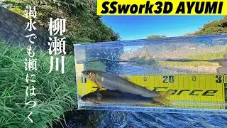 【柳瀬川アユイング】超渇水！縄張鮎はどこへ。。。