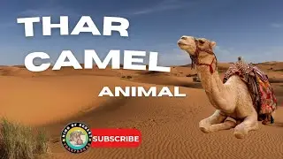 Camel best video in desert أفضل فيديو الجمل في الصحراء |  Three Crazy Camels! |  Camel loading
