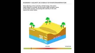 Dryland Salinity in the Coorong Region