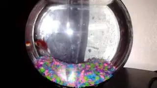 sLapp1N's Fish Swag