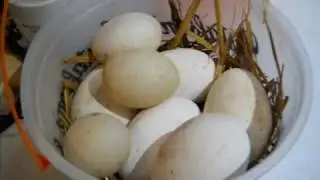 Egg size comparison
