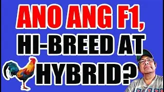 ANO ANG F1,  HI-BREED AT HYBRID NA MANOK
