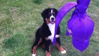 Bernese Mountain Dog. 10 weeks - 6 months old. The Girl Who Stole My Heart.