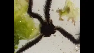 כריתנית מצוירת - נדלית - Ophiocoma scolopendrina