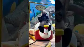 #cuteanimals #animalshorts #panda #cuteanimalsdaily #cuteanimalsvideos