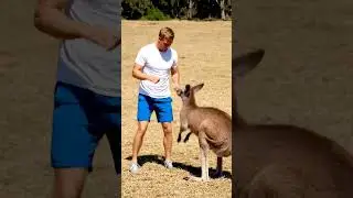 Man vs Kangaroo funny fight #music #trendingshorts #funny#animals#kangaroo#australia #funniestvideo