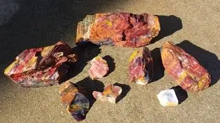 Rock Hounding for Arizona Petrified Wood - Fossil Hunting