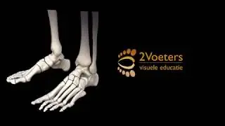 Anatomie in Vivo deel 1 Het Voetskelet