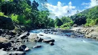 LIVE River Sounds 🌿 Calming Nature Water ASMR for Deep Sleep & Relax