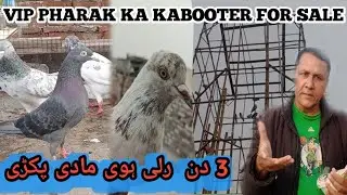 3 din ruli hoi Madi pakri or VIP pharak  ka kabooter for sale || HAPPY NEW YEAR 💞