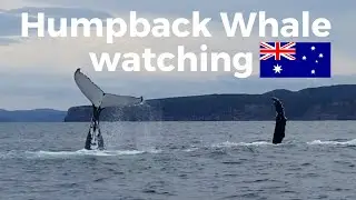 AMAZING HUMPBACK WHALE WATCHING in Central Coast
