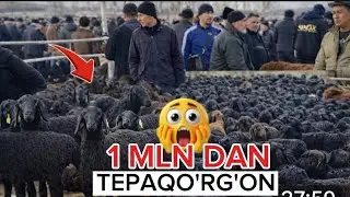 NAMANGAN TEPAQO'RG'ON QO‘Y BOZORI NARXLARI 05.02.2026 
