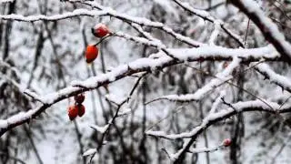 Krigsgrav - In The Winter White