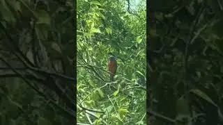 Painted Bunting #birds #bordersecurity #border #nature #borderwall #wildlife #immigrationpolicy #rgv