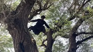 Dangerous Keekar Tree Cutting with little Axes and Chainsaw!