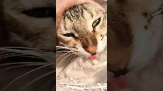 hamare pas paisa hai😺😺
