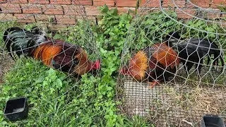 (30/1) Tóp 2 Gà Việt Lai Đã Qua Cựa - Đủ Niên Vui Xuân @385-442-668( TUẤN ANH )