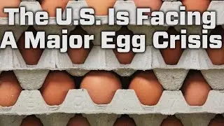 Avian Flu is Causing A Major Egg Crisis