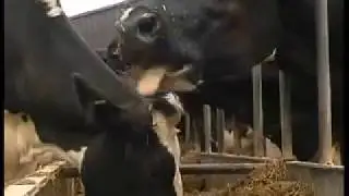 Dairy Farming in Cornwall