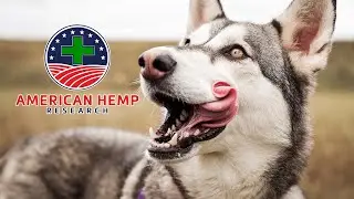CBD Peanut Butter For Pets | American Hemp Research