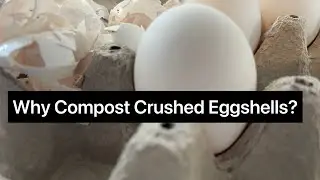Why Compost Crushed Eggshells?