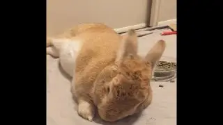 Cute Bunny Adventures of Cinnabun